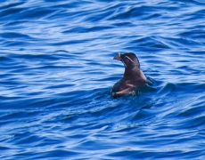 Rhinoceros Auklet