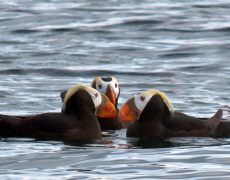 Tufted Puffin