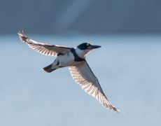 Belted Kingfisher