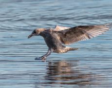 Glaucous-Winged Gull