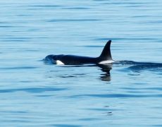 Orca viewed during one of our trips