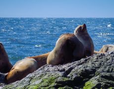 Steller’s Sea Lion