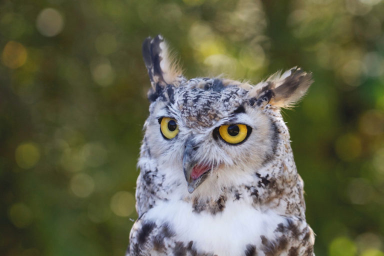 Discovery Bay Wild Bird Rescue Meet and Greet Olympic Birdfest