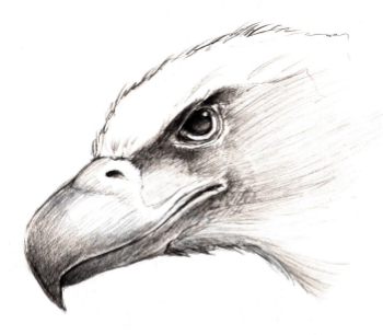 Bird Drawing Class with Robert Amaral | Olympic Birdfest